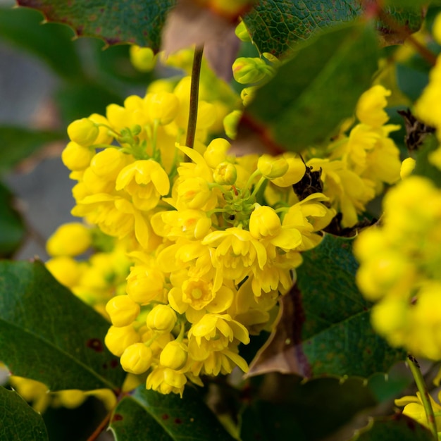 Delicadas flores amarelas muito brilhantes do arbusto mahonia florescente na primavera