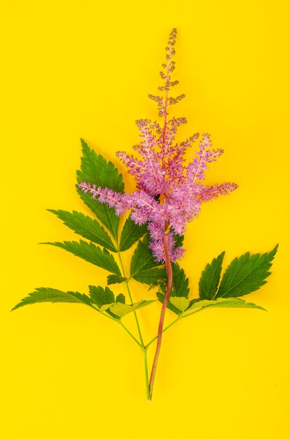 Delicadas flores de astilbe rosa esponjosas con hojas verdes.