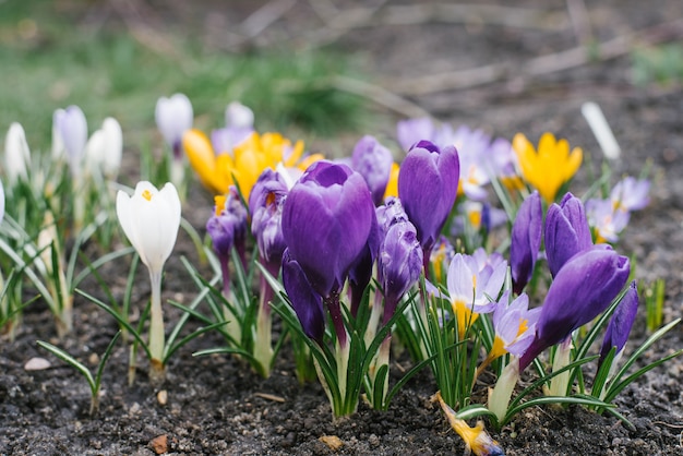 Delicadas flores de azafrán x púrpura y amarillo crecen en el jardín en primavera