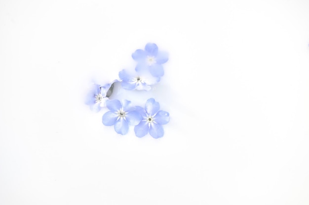 Delicadas flores azules en leche Ternura e ingravidez Productos de cuidado personal Espuma de baño de leche corporal La imagen de fondo