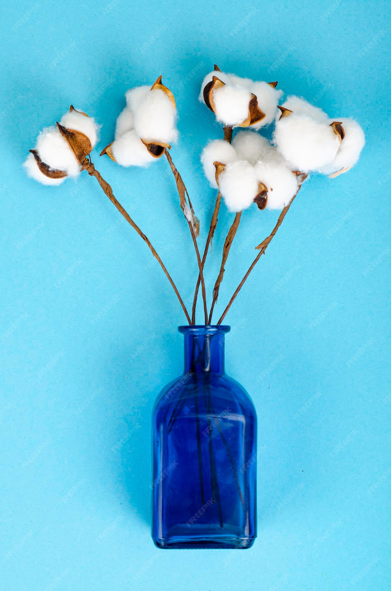 Delicadas flores blancas de algodón esponjoso sobre fondo de papel azul  pastel, vista superior. fibra orgánica natural, materias primas para la  fabricación de tejidos. foto de estudio | Foto Premium