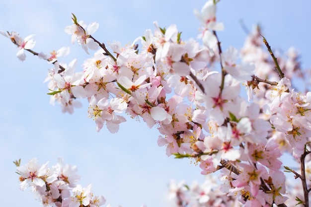 Delicadas flores blancas de sakura en la rama de un árbol contra el cielo