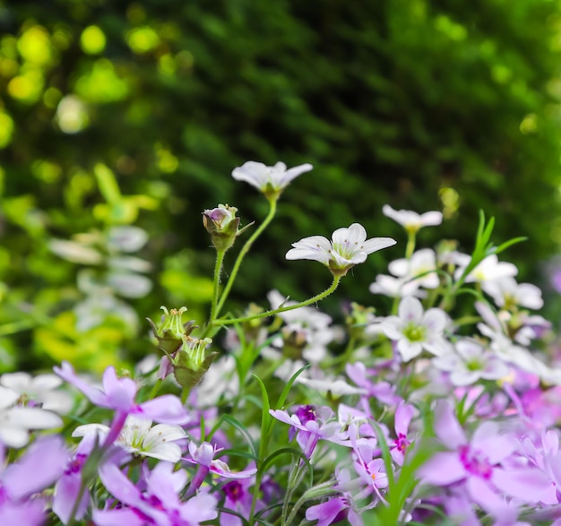 Delicadas flores blancas de Saxifrage musgo y Phlox púrpura en el jardín de primavera