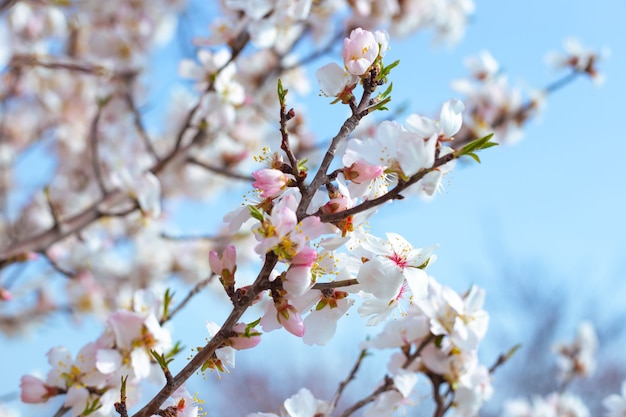 Delicadas flores brancas de sakura em um galho de árvore contra o céu