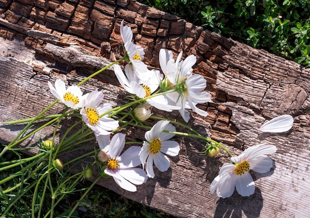 Delicadas flores brancas nna placa de madeira velha