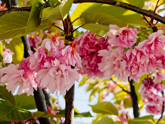 Delicadas flores de cerezo en primer plano de primavera