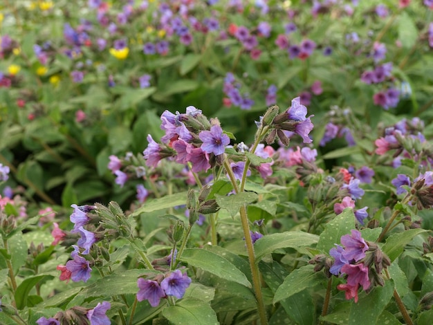 Delicadas flores de color púrpura y rosa Lungwort Flores de primavera