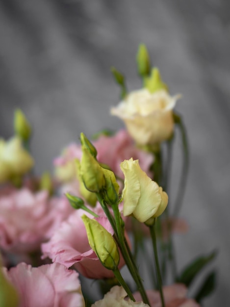 Foto delicadas flores cor de rosa da planta eustoma ou lisianthus em um fundo cinza claro