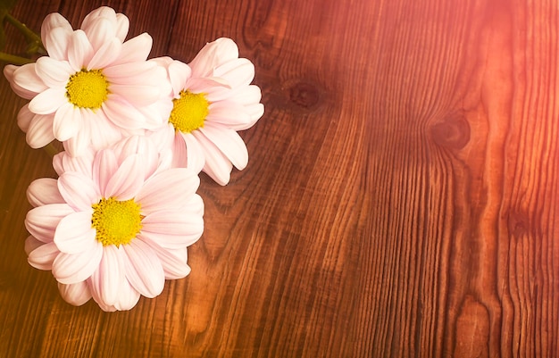 delicadas flores de crisantemo rosa sobre un fondo de madera