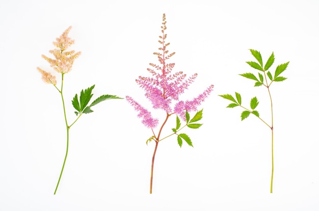 Delicadas flores de astilbe rosa fofas com folhas verdes.