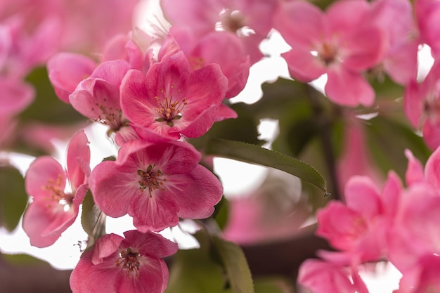 Delicadas flores de maçã rosa Flores de maçã Primavera