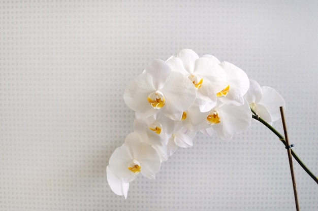 Foto delicadas flores de orquídea brancas