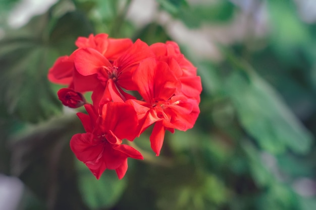 Delicadas flores de geranio rojo Primer plano de plantas de interior con flores