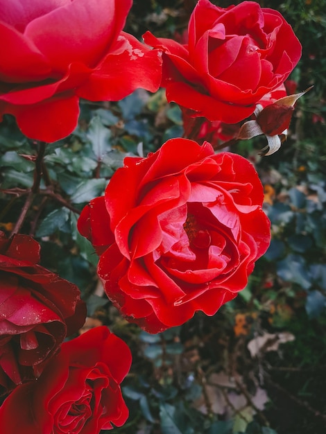 Delicadas flores con gotas de agua Rosas después de la lluvia