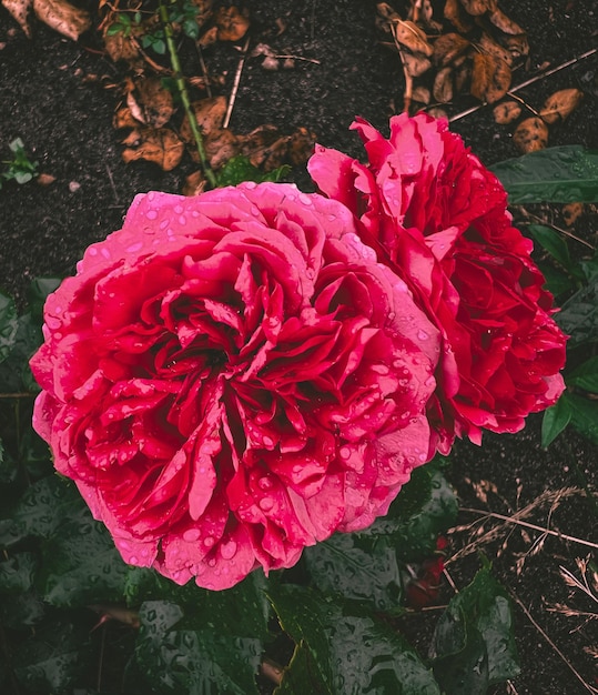 Delicadas flores con gotas de agua Rosas después de la lluvia