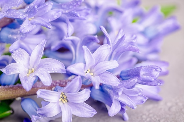 Delicadas flores de jacintos violetas azules con gotas de agua