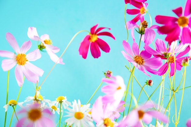 Foto delicadas flores de kosmeya rosa sobre fondo azul enfoque selectivo suave