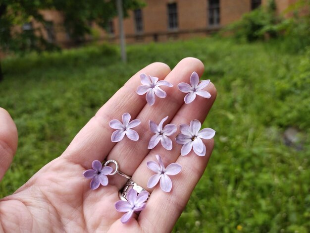 delicadas flores lilas con cinco pétalos en la palma de la mano, símbolo de felicidad