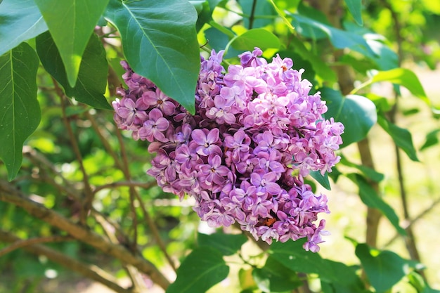 Delicadas flores lilás rosa são enterradas na folhagem verde brilhante