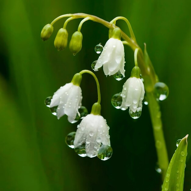 Delicadas flores de lirio de los valles que brillan con el rocío de la mañana