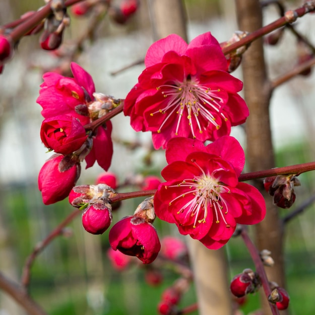 Delicadas flores de melocotón o nectarina bastante brillantes en primavera