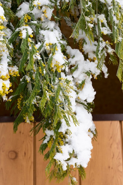 Delicadas flores de mimosa en un arbusto cubierto de nieve derretida después de una nevada