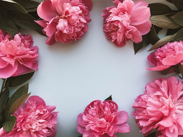 Delicadas flores peônias rosa em forma de moldura, fundo romântico para seus projetos. Conceito de beleza.