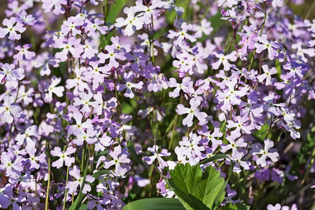 Delicadas flores de primavera color lila.