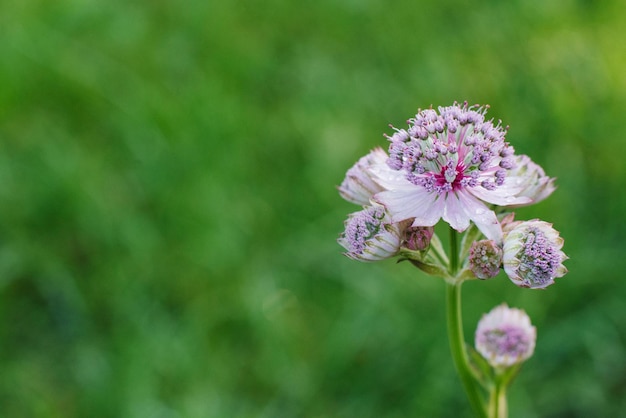 Delicadas flores rosa astrantia no verão no jardim