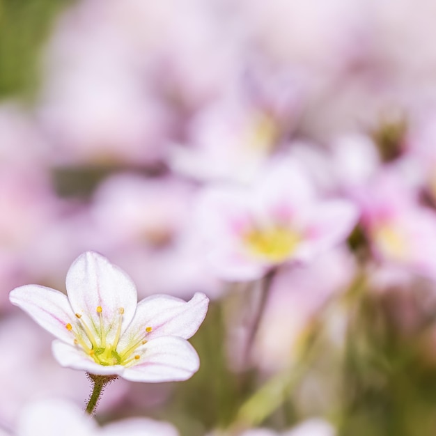 Delicadas flores rosadas blancas de musgo saxifrage en spring garden