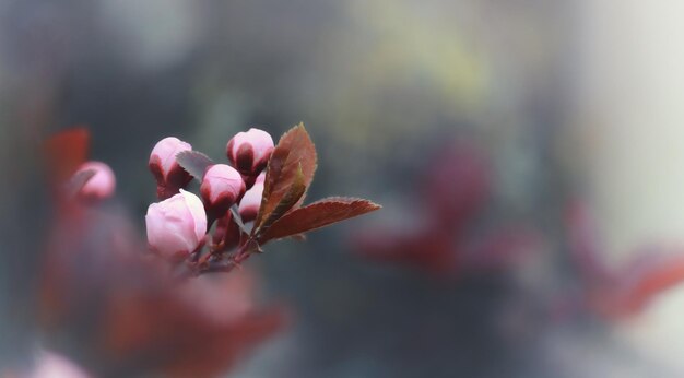 Foto delicadas flores de sakura rosadas en un fondo natural borroso foco selectivo