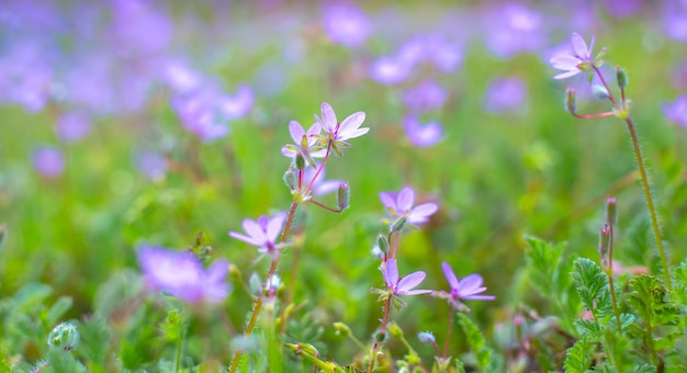 Delicadas flores silvestres de primavera de fondo panorámico floral