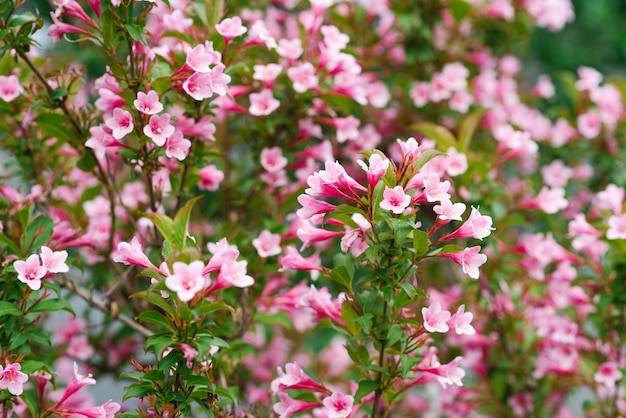 Delicadas flores de weigela rosa en primavera en el jardín