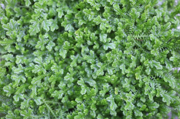 Foto las delicadas hojas de helecho verde en el fondo