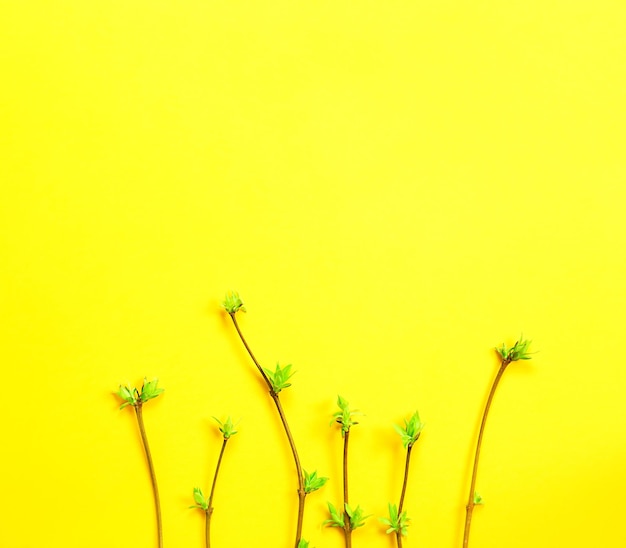 Foto delicadas hojas pequeñas de brotes abiertos en ramas-brotes en un fondo amarillo primavera el