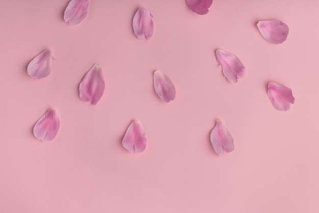 Delicadas pétalas de rosa em fundo rosa Fundo floral