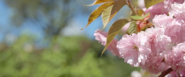 delicadas ramas de sakura en flor con flores rosadas en un día soleado en el parque
