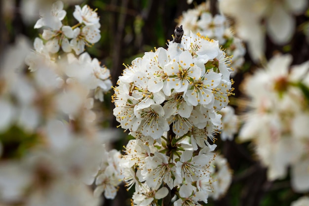 Delicadas ramitas de flor de cerezo dulce en primavera