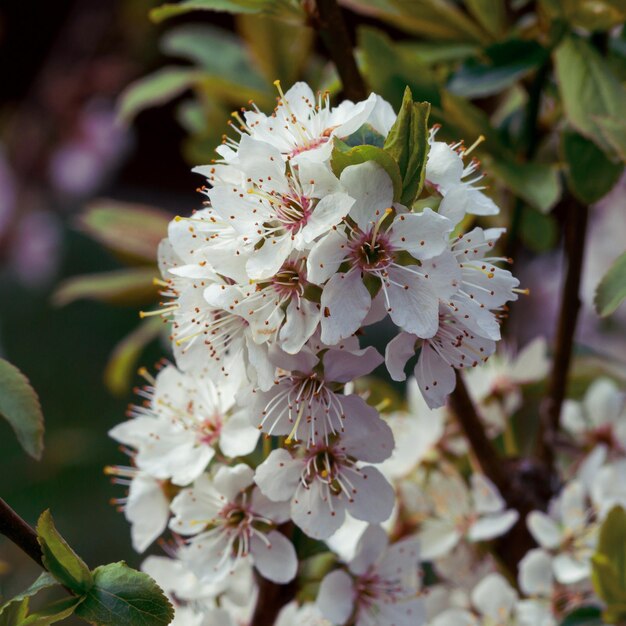 Delicadas ramitas de flor de cerezo dulce en primavera