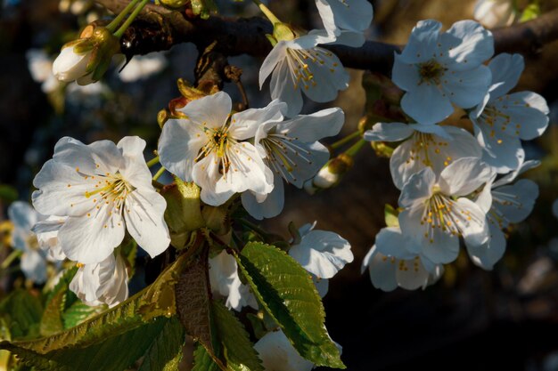 Delicadas ramitas de flor de cerezo dulce en primavera