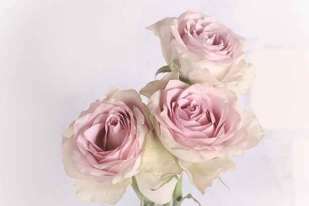 Delicadas rosas rosadas en estilo vintage, shabby chic