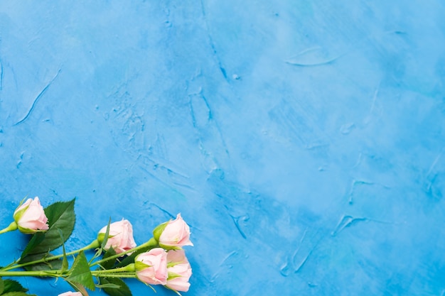 Delicadas rosas rosadas. Flor. Copie el espacio sobre fondo azul.