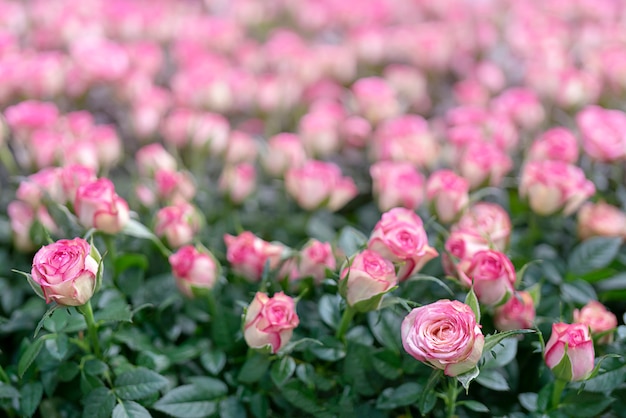 Delicadas rosas rosas.