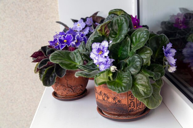 Delicadas Saintpaulias azules que florecen en macetas en el alféizar de la ventana Flores caseras Hobby Floricultura