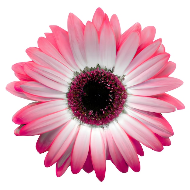 La delicadeza y la belleza combinadas de la Gerbera Solitaria