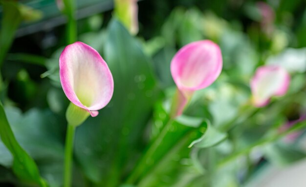 Delicado anthurium rosa con vegetación.