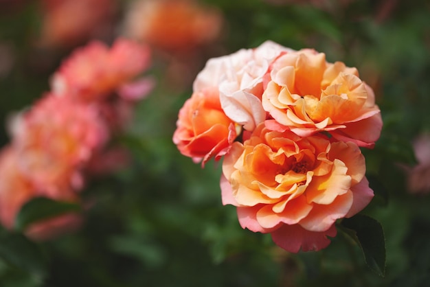 Delicado arbusto de floração com rosas e rosa silvestre