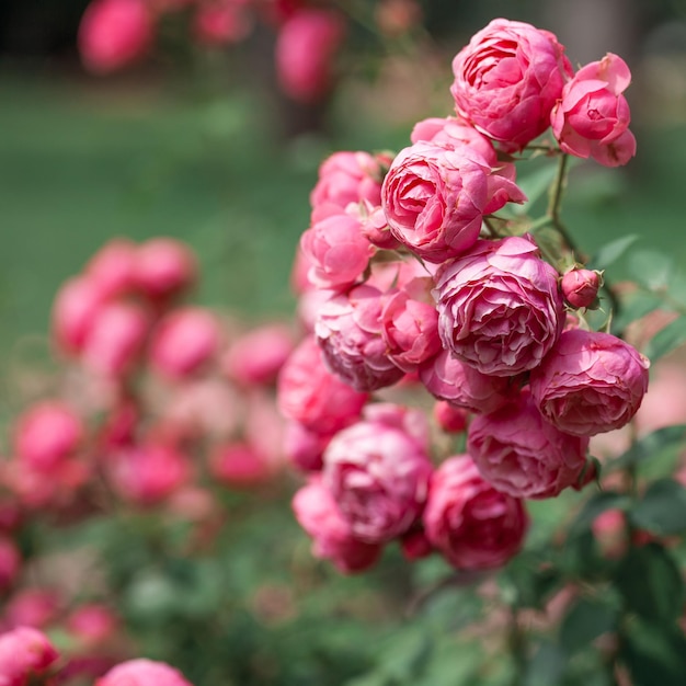 Delicado arbusto de floração com rosas e rosa silvestre