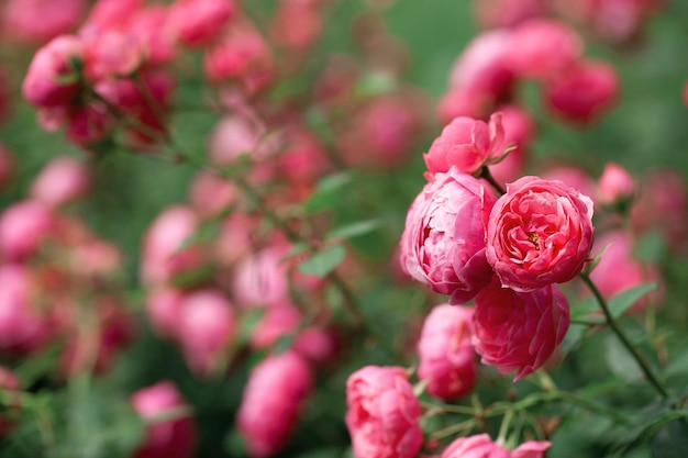 Delicado arbusto de floração com rosas e rosa silvestre