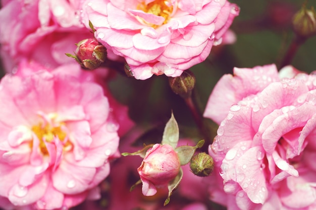 Delicado arbusto de floração com rosas e rosa silvestre
